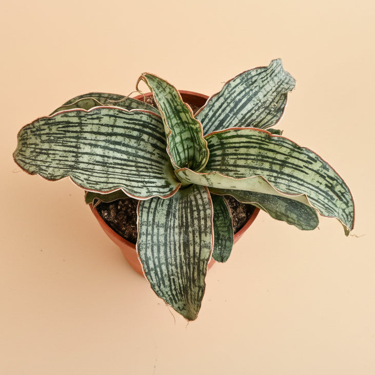 sansevieria cleopatra hybrid Cleopatra Snake Plant - Sanseveria