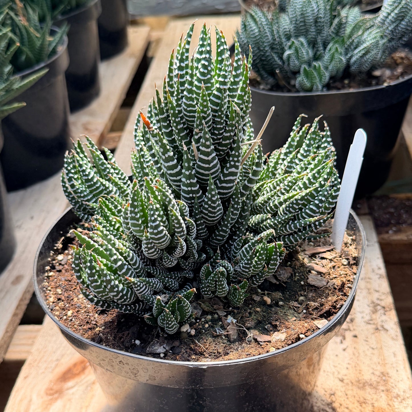 Haworthia Super Fasciata - Haworthiopsis reinwardtii