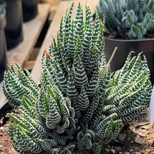Haworthia Super Fasciata - Zebra Haworthia