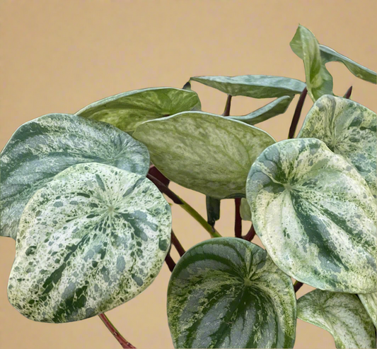 Peperomia 'Watermelon Variegated'
