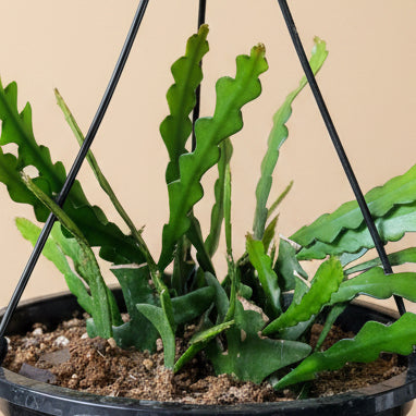 Ric Rac - Fishbone Cactus 10” HB