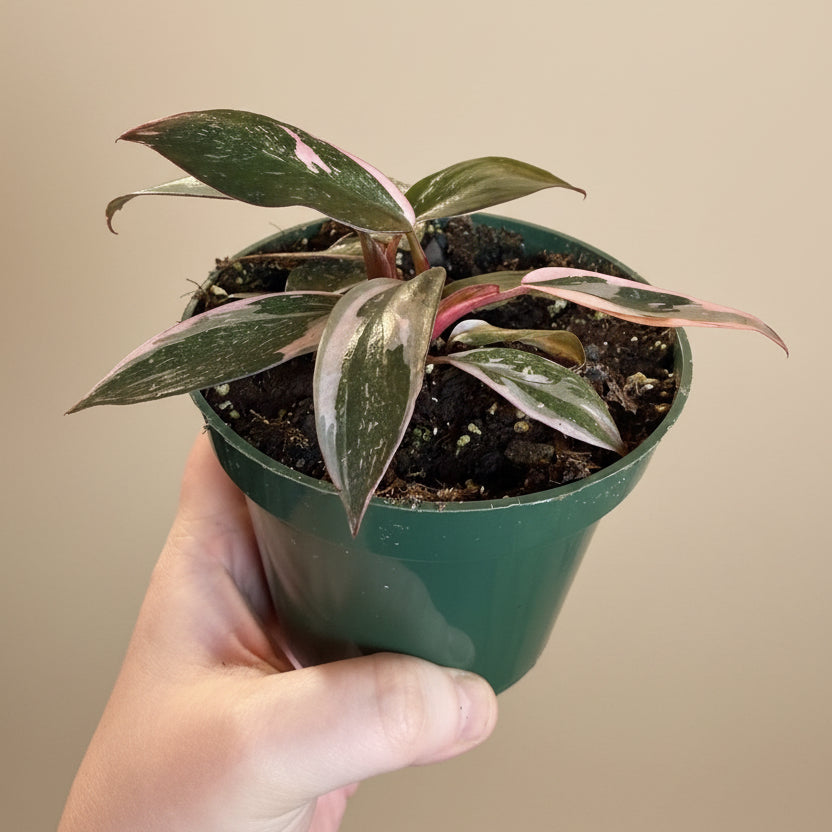 Pink Princess Marble 4.5” pot