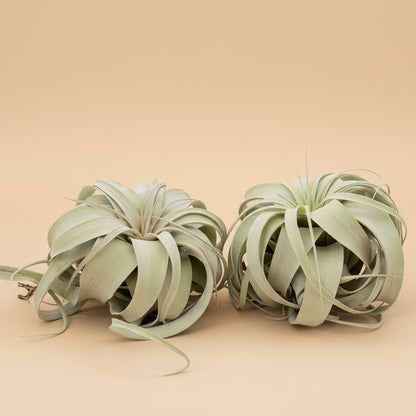Tillandsia Xerographica - King Air Plant Large