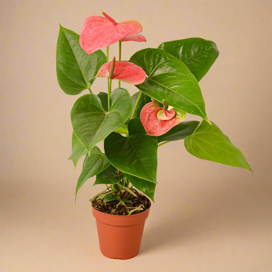 Anthurium 'Pink'