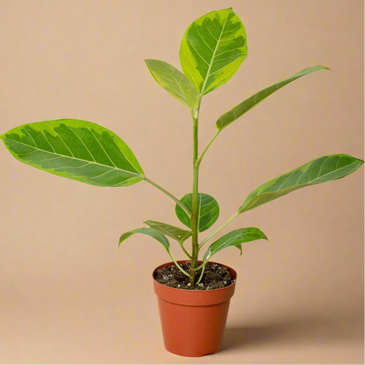 Ficus Altissima 'Yellow Gem'