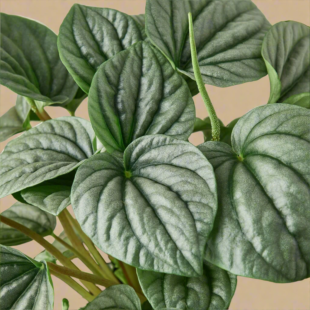 Peperomia 'Frost'