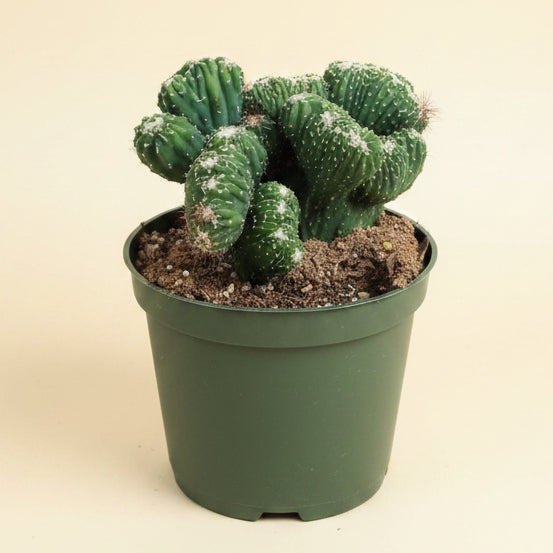 Cereus Coral Green 4.5” pot