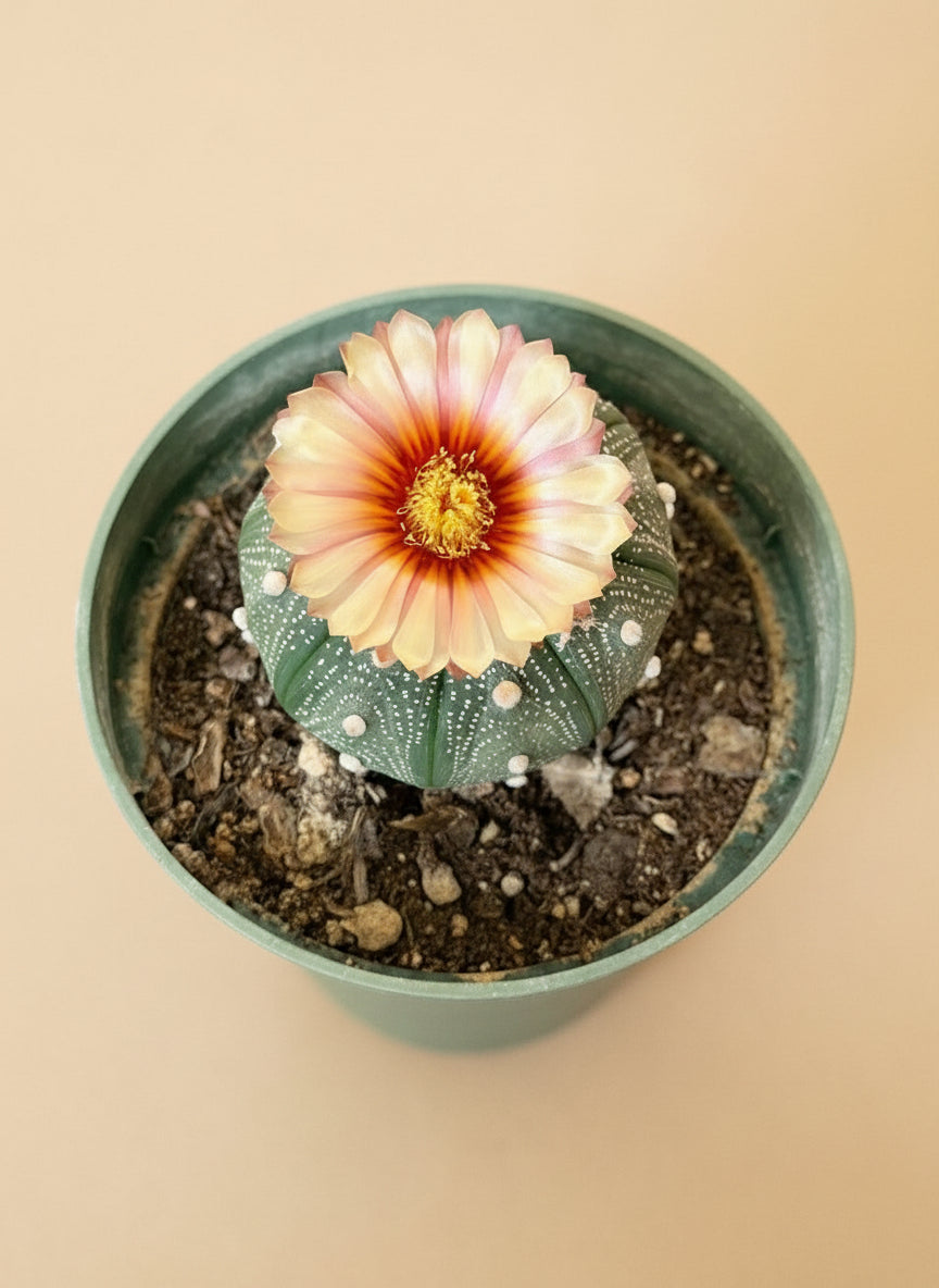 Astrophytum Asterias – Sand Dollar Cactus - 2” Pot