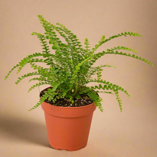 Fern 'Lemon Button'