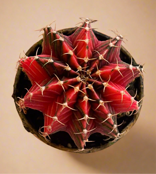 Gymnocalycium Mihanovichii Variegated Cactus