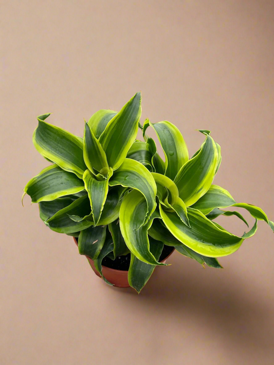 Dracaena 'Tornado'