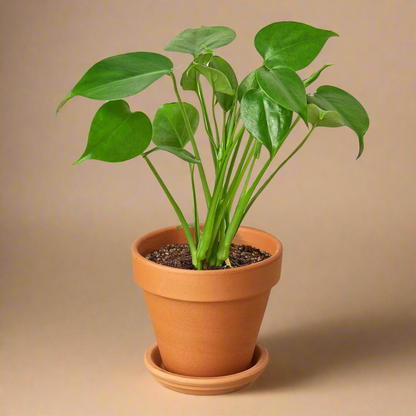 Monstera Deliciosa Split-Leaf