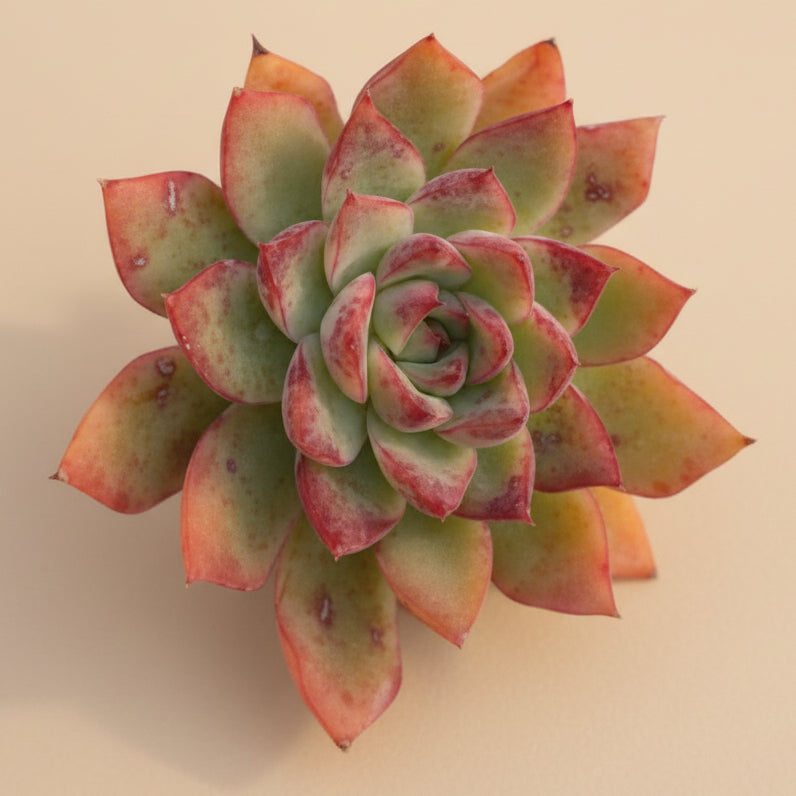 Echeveria Pulidonis