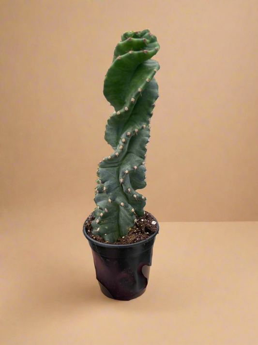 Cereus forbesii 'Spiralis'