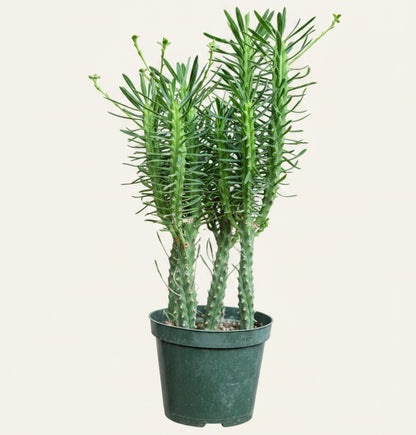 Euphorbia Clava-Club Spurge 6” pot