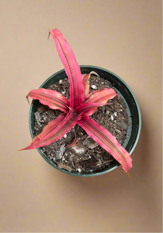 4.5” Red Cryptanthus - Earth Star