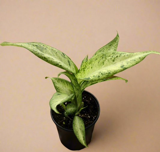 Dieffenbachia 'Camouflage'