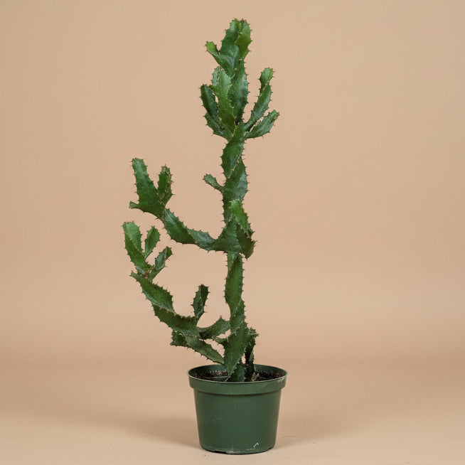 Euphorbia Tortilis 6” Pot