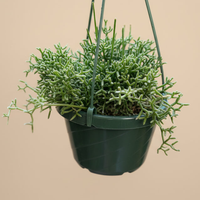 Rhipsalis Cereuscula - Coral Cactus