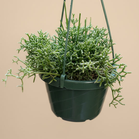 Rhipsalis Cereuscula - Coral Cactus
