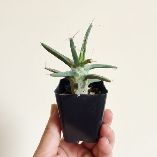 Agave Cactus | 2 inch | Leuchtenbergia principis