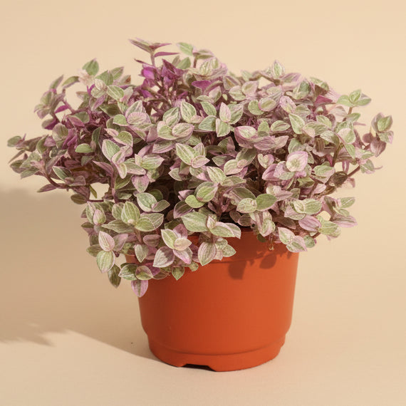 Callisia 'Pink Panther'