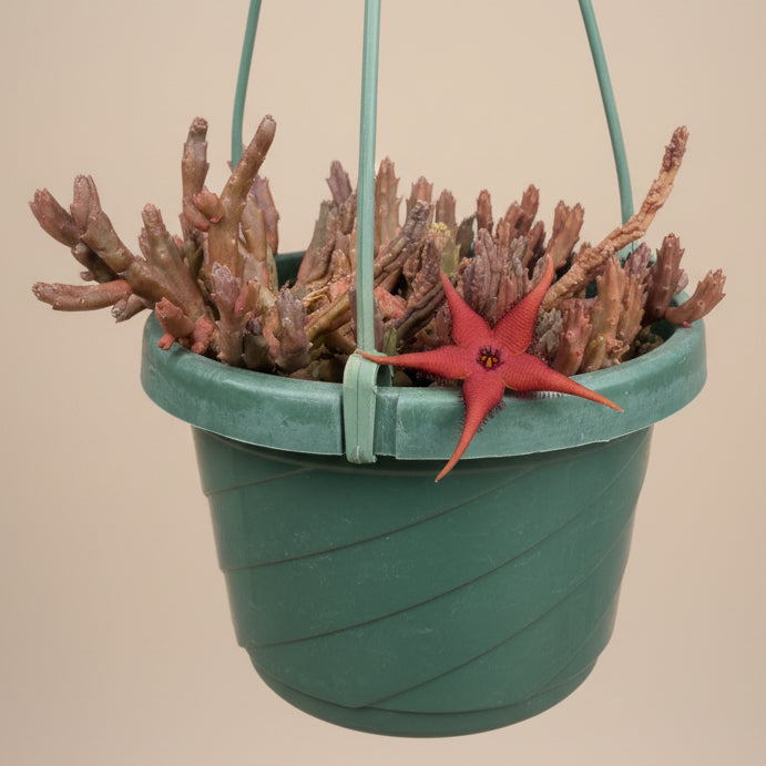 Stapelia paniculata v. scitula 6” Hanging Basket