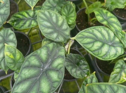 4” Alocasia ‘Dragon Scale’