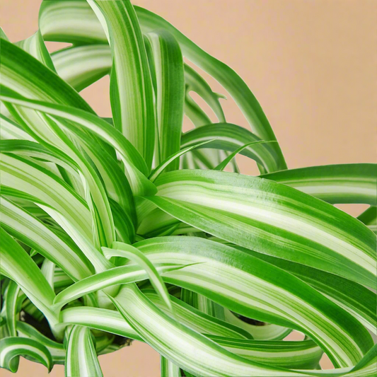 Spider Plant 'Bonnie'