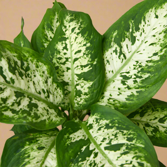 Dieffenbachia 'Tropic Snow'