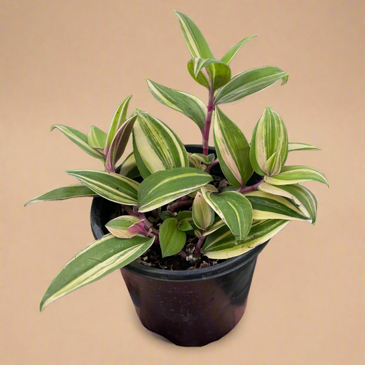 Tradescantia 'Tricolor'