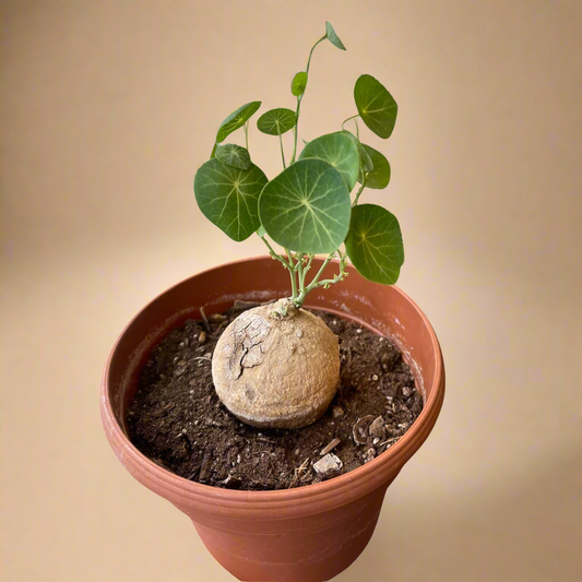 Stephania Erecta
