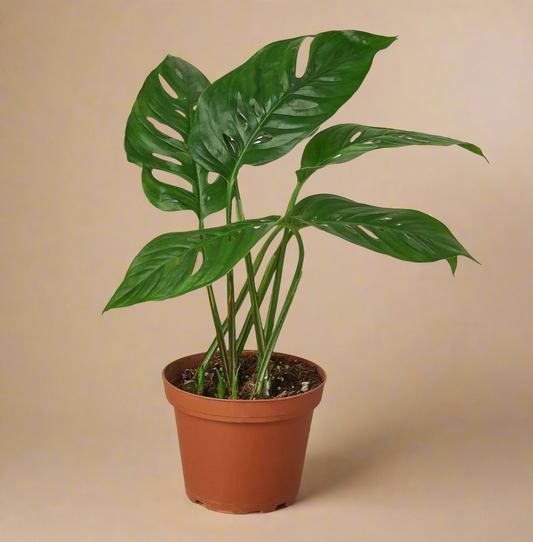 4” Monstera Adansonii - Swiss Cheese Plant