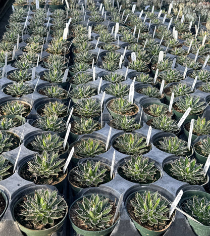 Agave Schidigera ‘Black Widow’ – Century Plant 4.5” pot