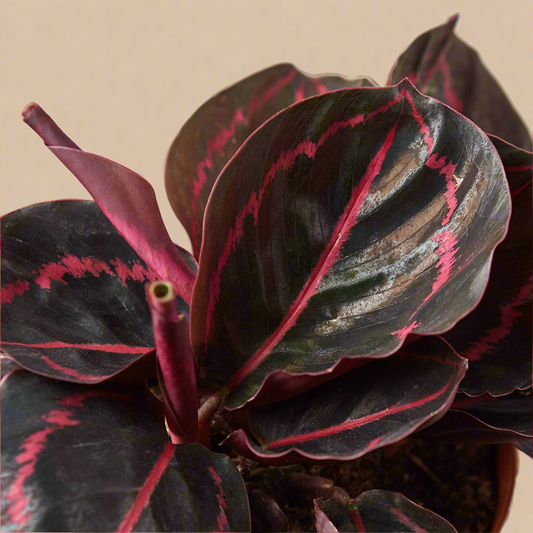 Calathea 'Dottie'