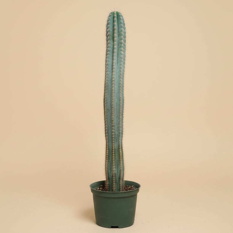 Blue Torch Cactus - Pilocereus Pachycladus
