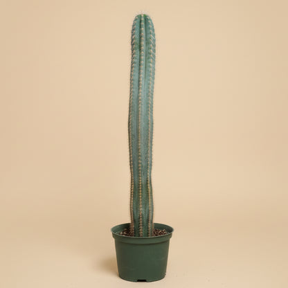 Blue Torch Cactus - Pilocereus Pachycladus