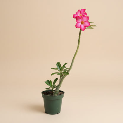 Desert Rose - Adenium Obesum