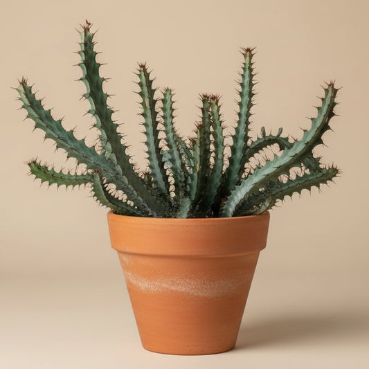 Euphorbia Greenwayi 10”