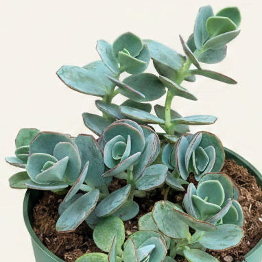Marnier's Kalanchoe -Kalanchoe marnieriana