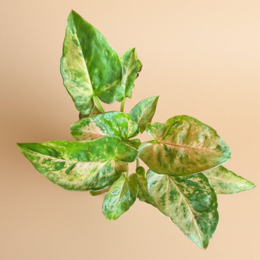 Syngonium ‘Pink Splash’ - 4.5” Pot
