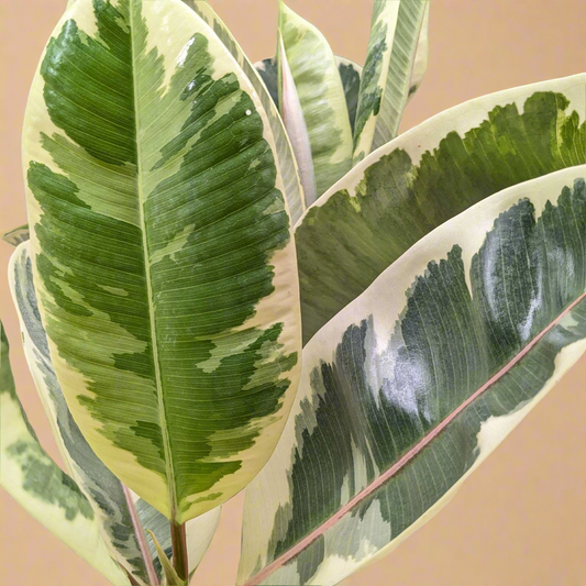 Ficus Elastica 'Tineke'