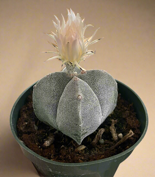 Astrophytum Myriostigma - Bishop's Cap