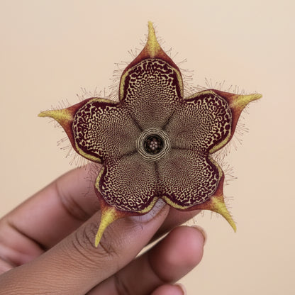 Edithcolea grandis- Persian Carpet Flower