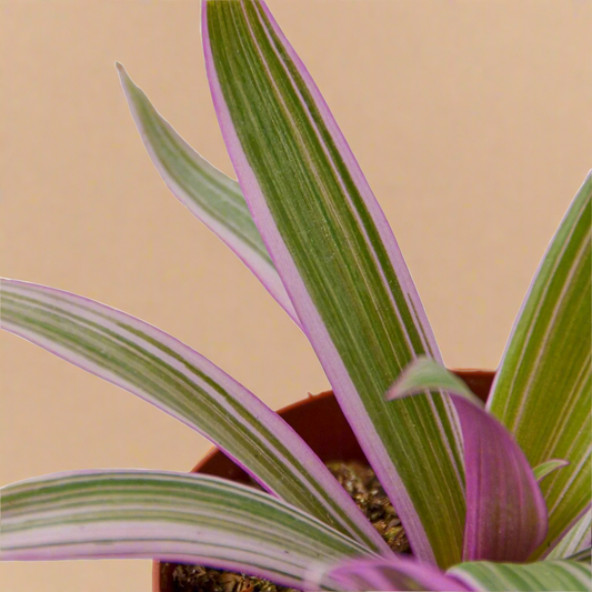 Oyster Plant 'Moses in the Cradle'