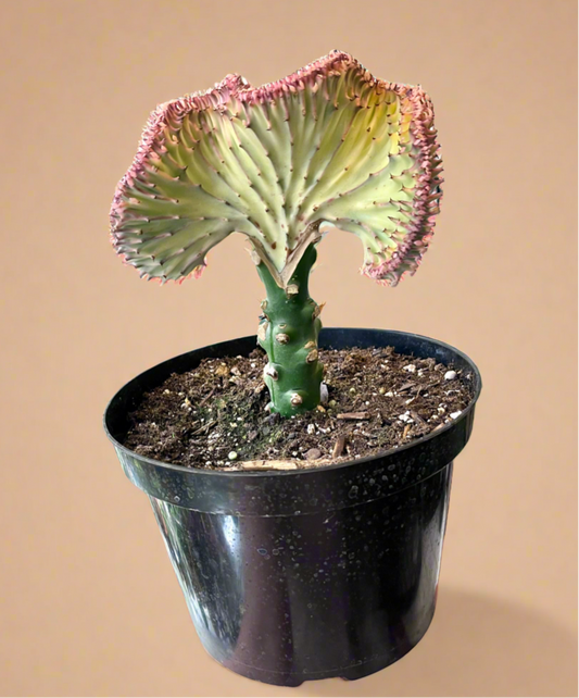 Mermaid Tail Coral Cactus – Euphorbia Lactea Cristata