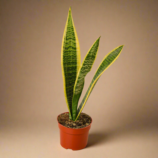 Snake Plant Laurentii