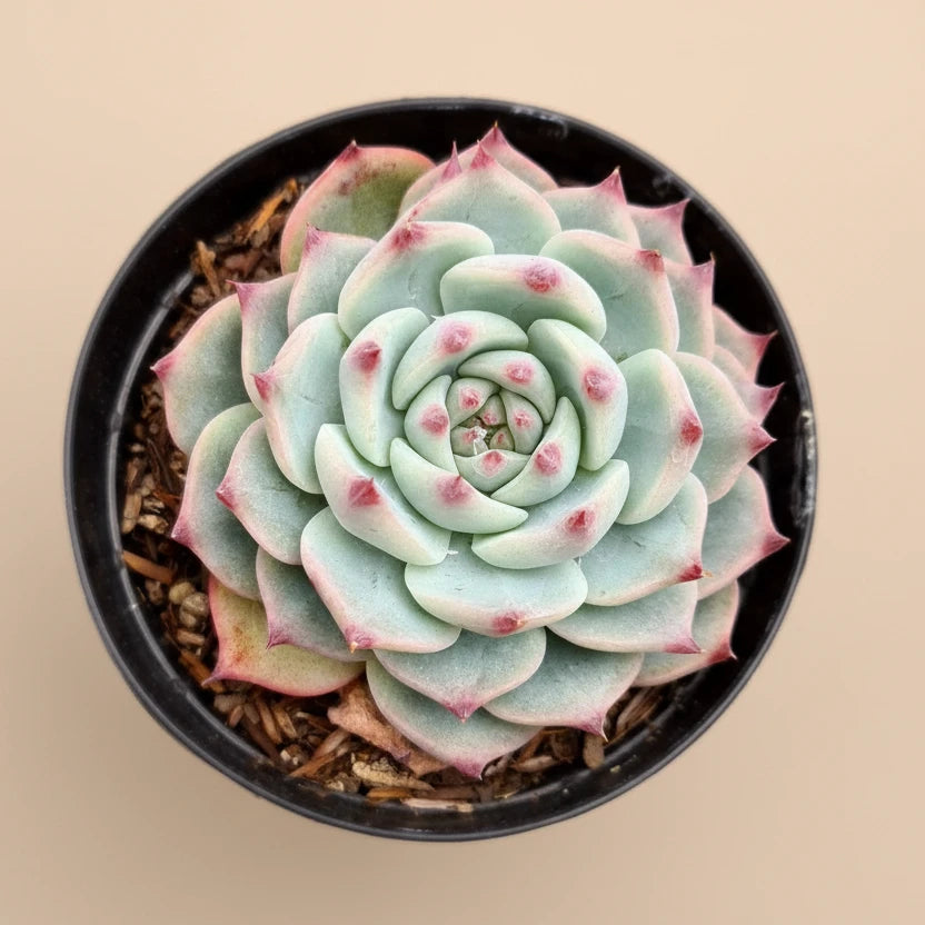 Echeveria Lindsayana (Parva) – 4.5” Pot