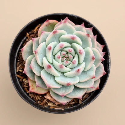 Echeveria Lindsayana (Parva) – 4.5” Pot