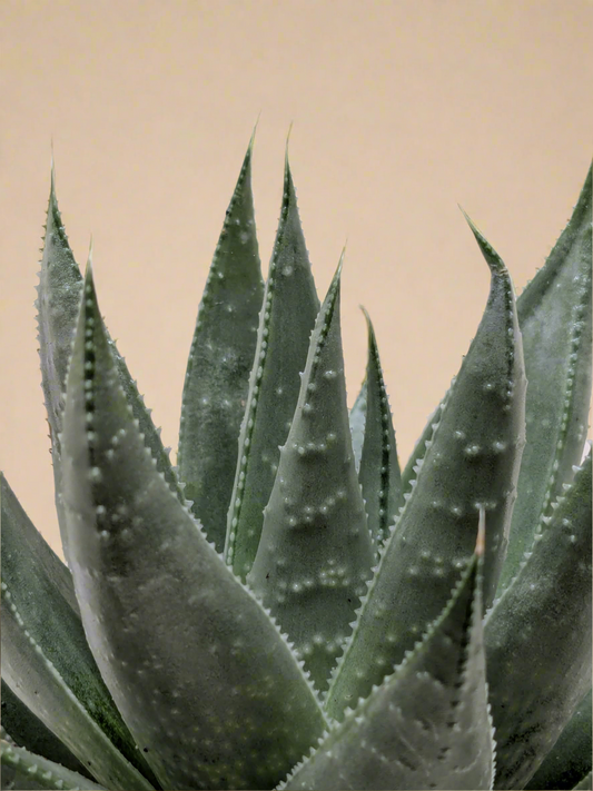 Succulent Haworthia Savanna